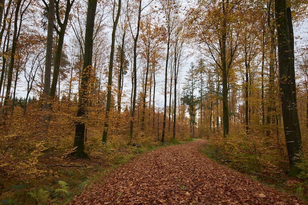 a dirt road in the middle of a forest