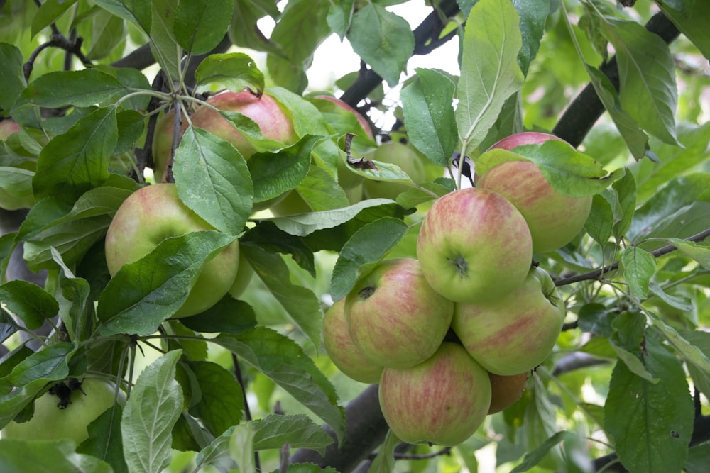 a bunch of apples hanging from a tree