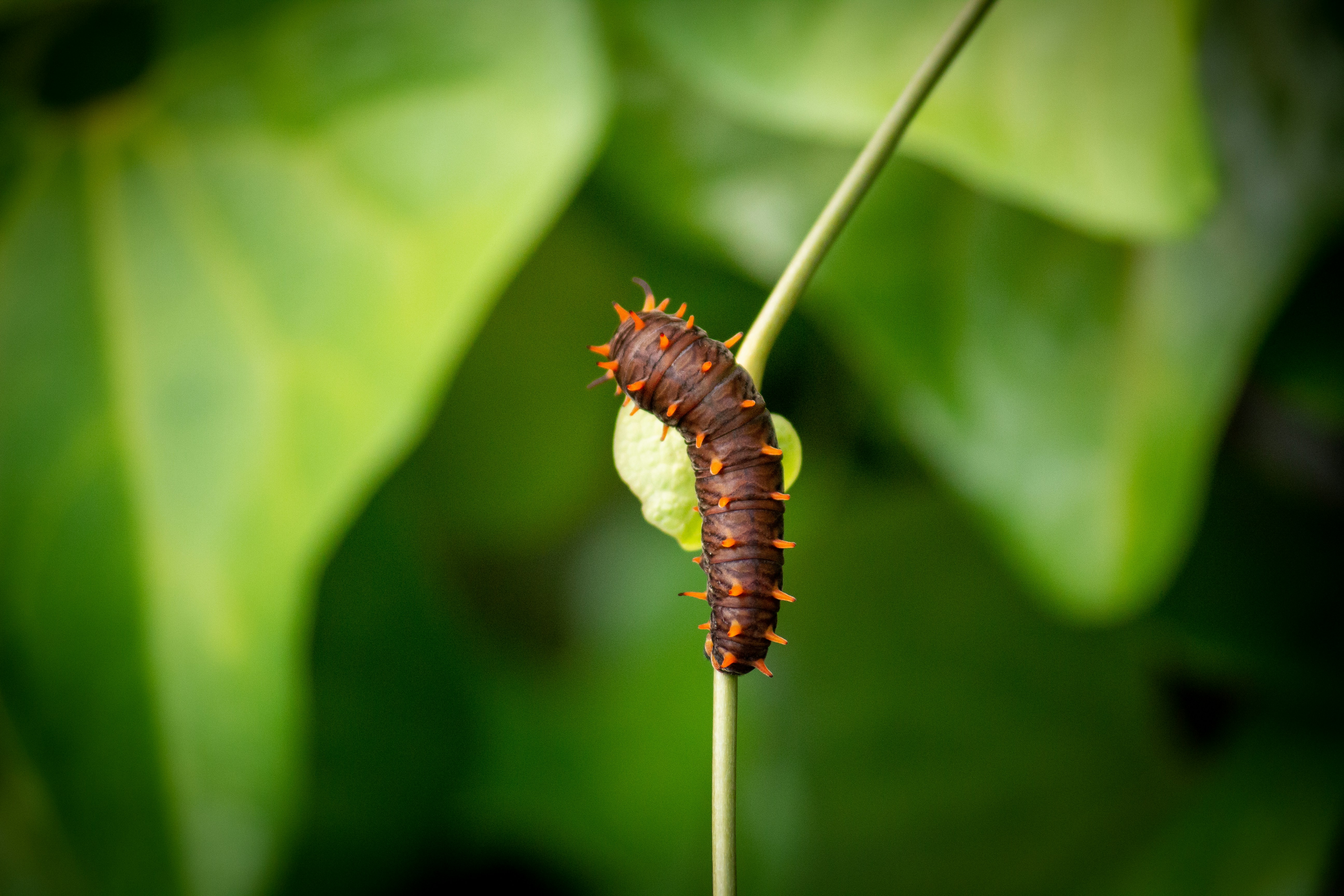 a close up of a caterpillar on a plant