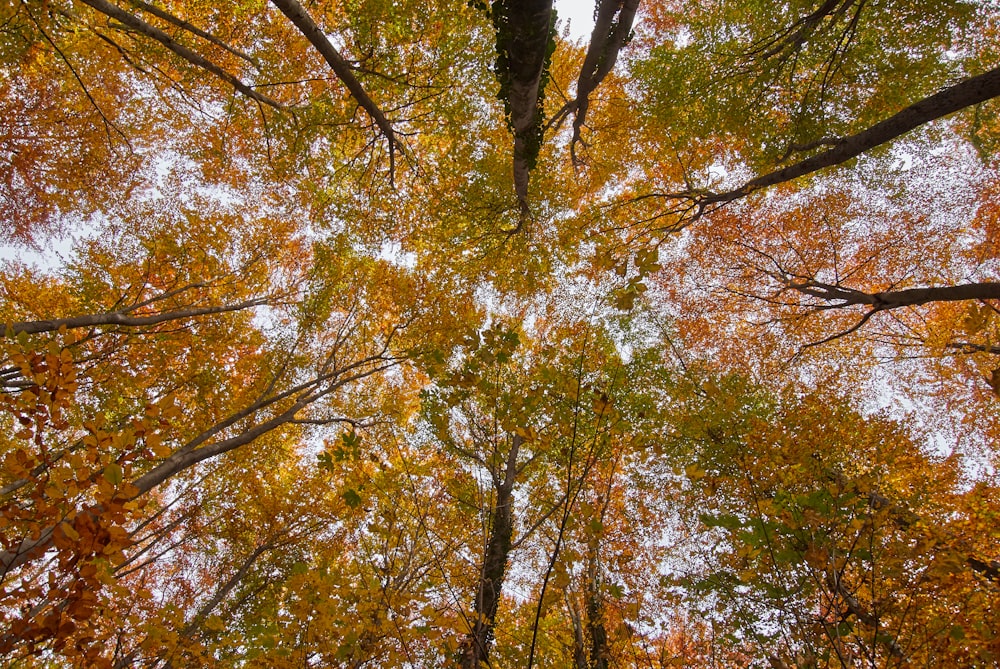 looking up at the tops of trees in autumn
