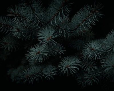 A digital brand mood board combining dark plum and moss green palettes.