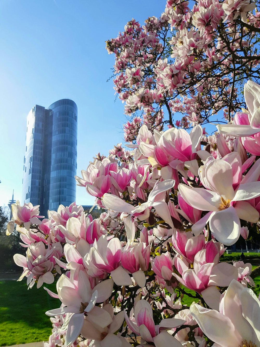 white and pink petaled flowers