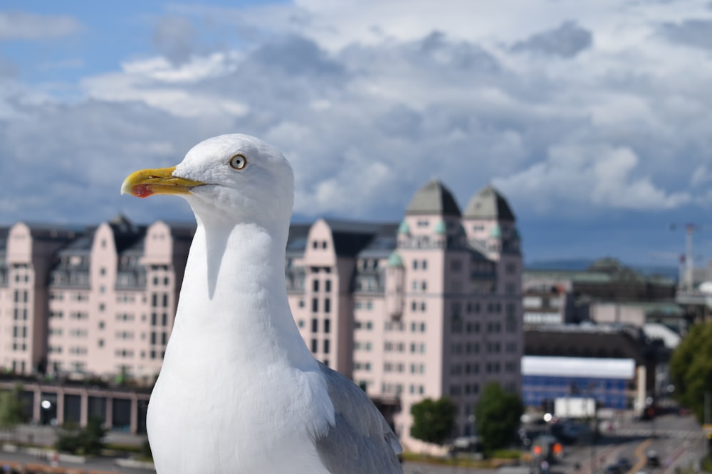 white pigeon