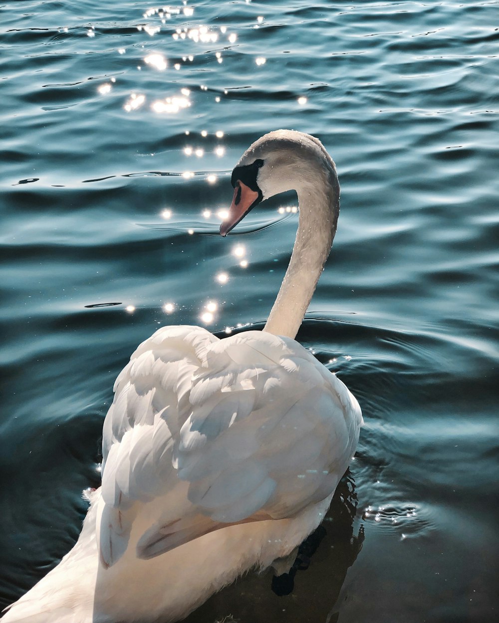 white swan on body of water