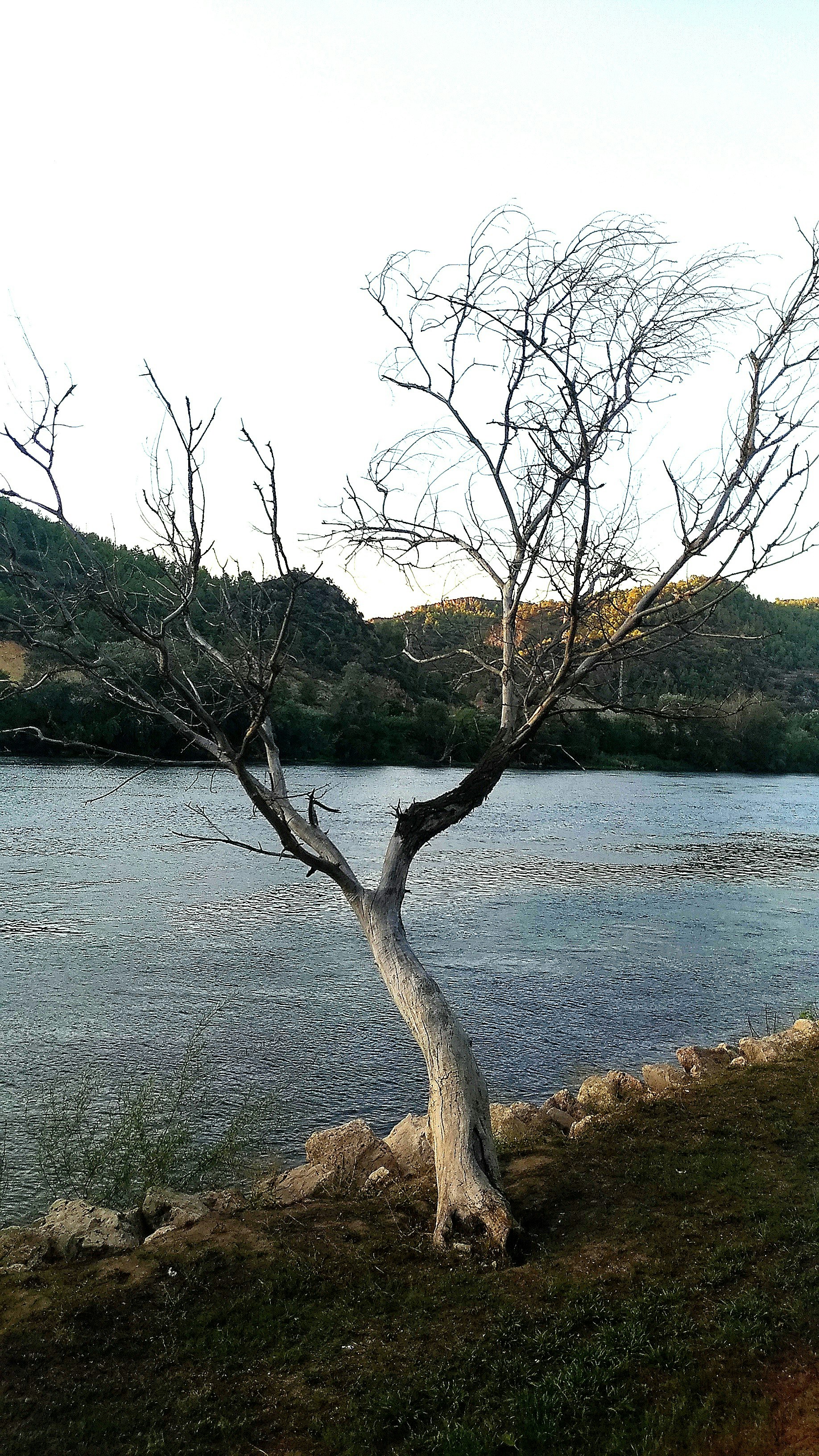 White leafless tree besides body of water photo – Free Land Image on ...