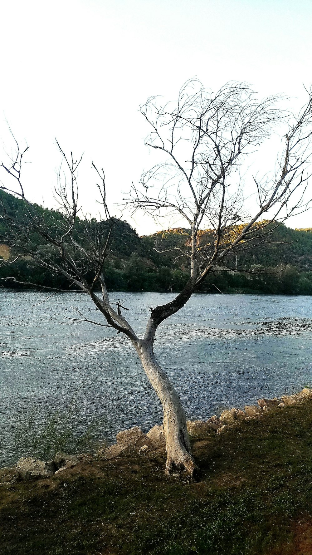 white leafless tree besides body of water