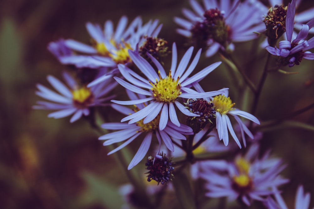 a bunch of purple flowers with yellow centers