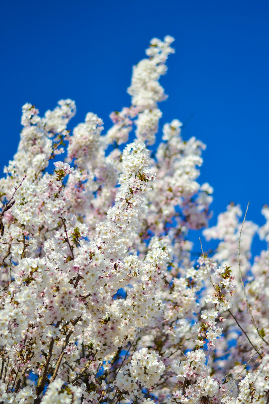 white cherry blossom