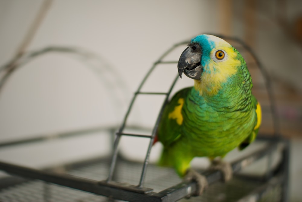 green, blue, and yellow parrot