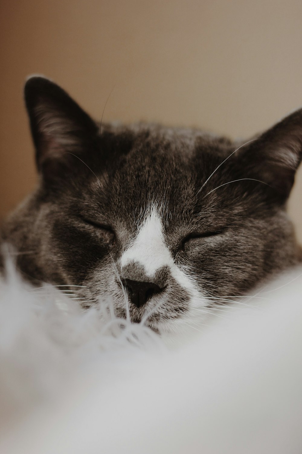 a close up of a cat sleeping on a bed