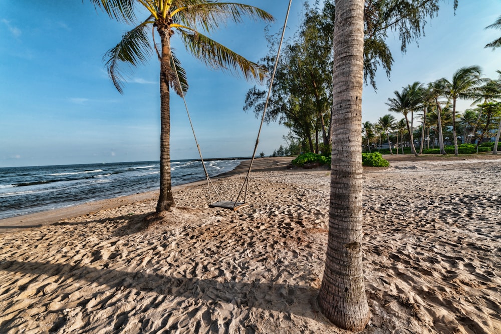 Eine Palme an einem Strand mit dem Meer im Hintergrund