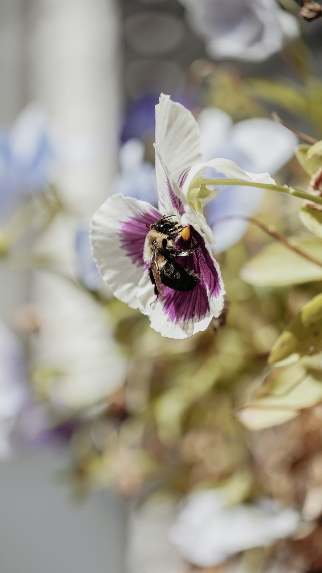 white and purple petaled flower