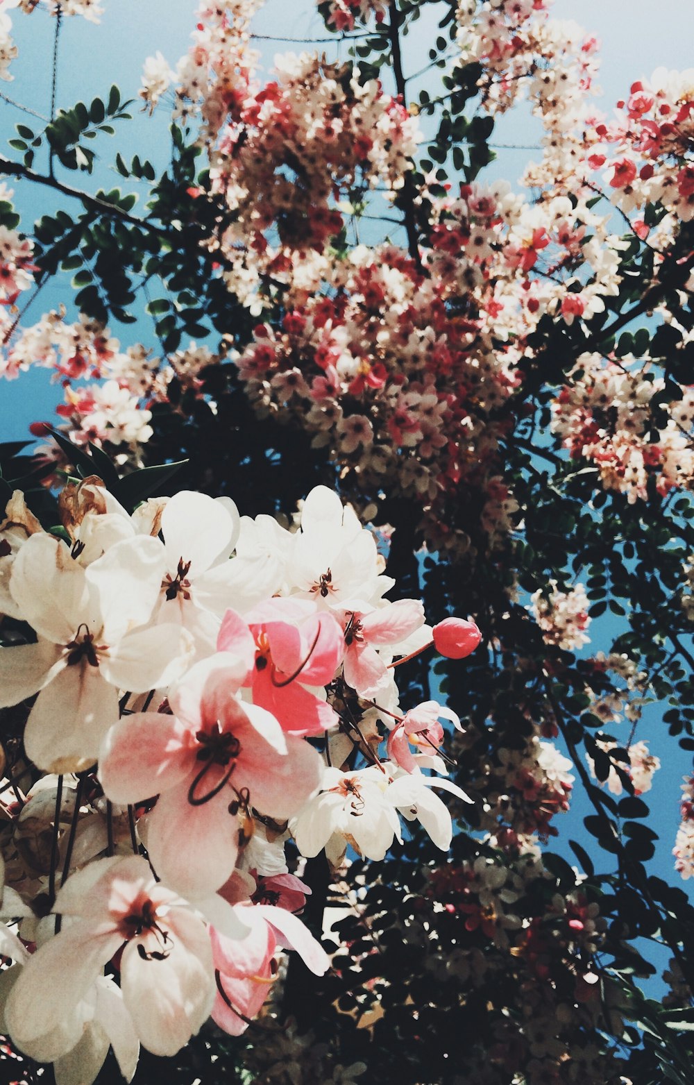 pink-petaled flowers during daytime