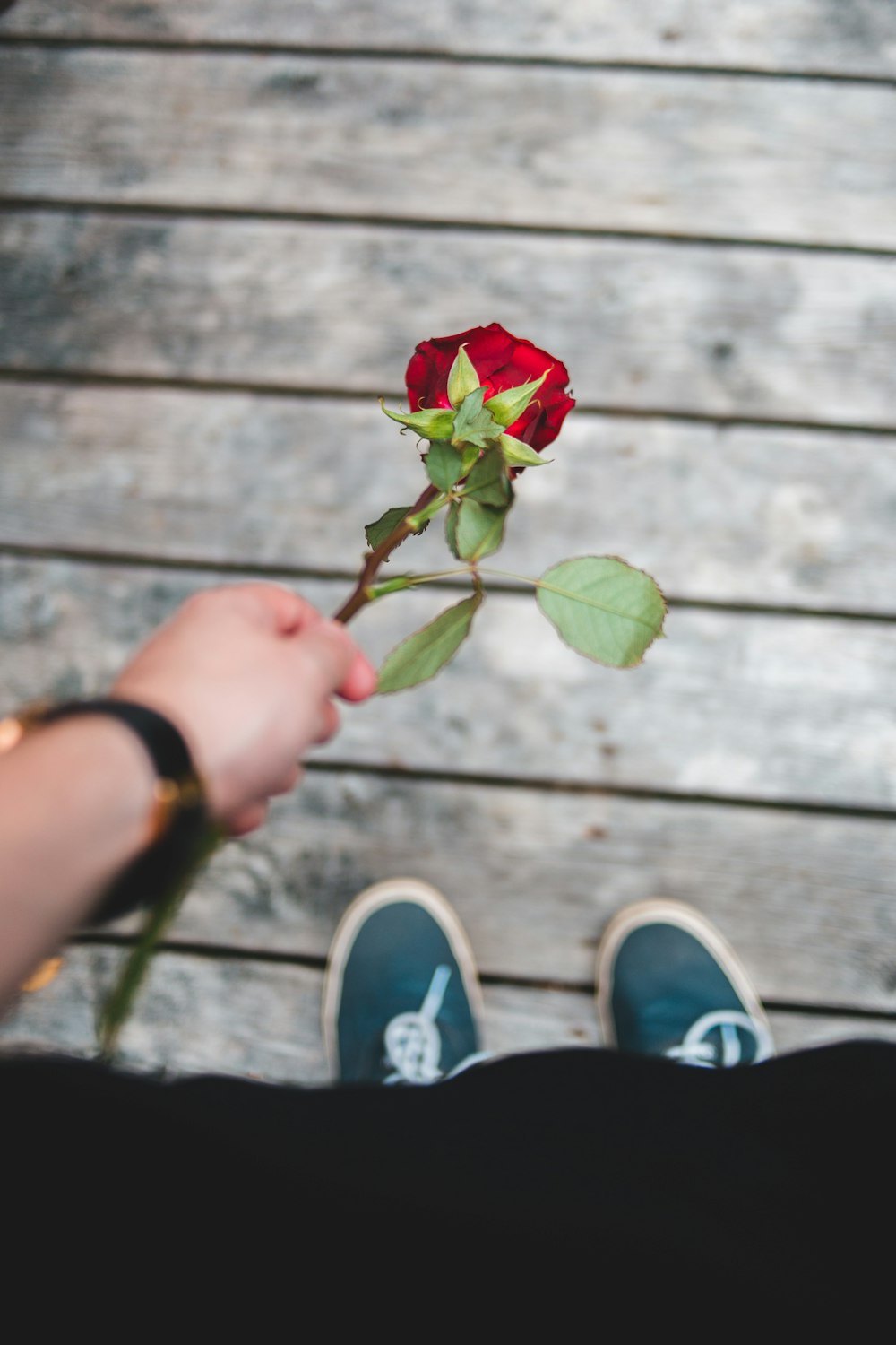 a person holding a single red rose in their hand