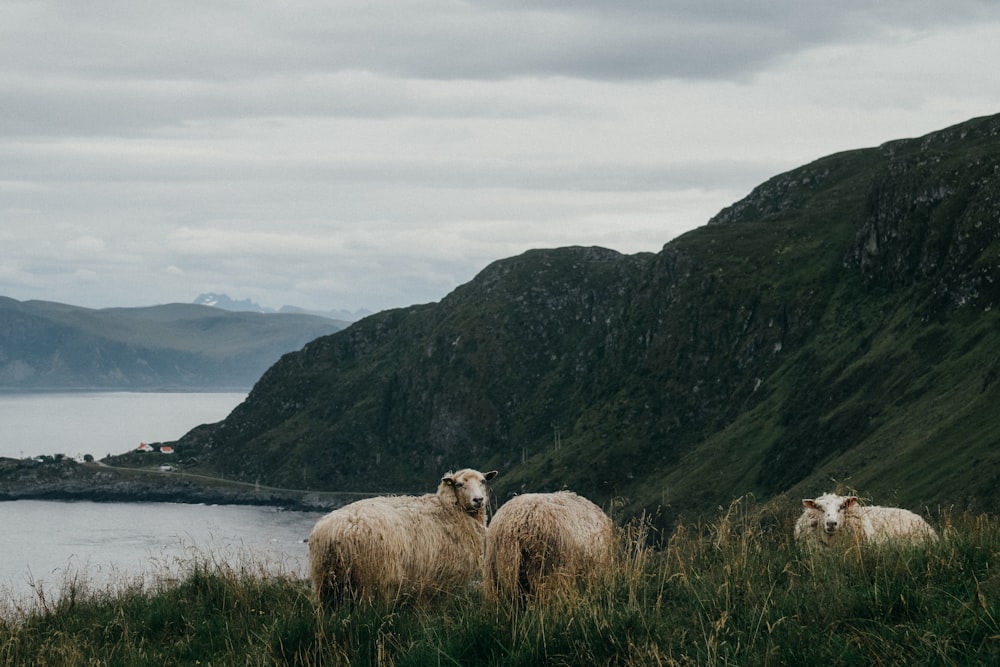 three sheep grazing on grass