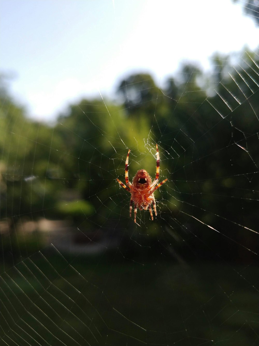 a close up of a spider on a web