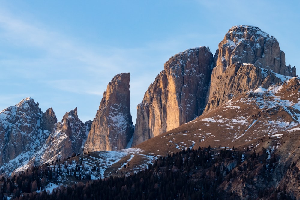 trees on mountain