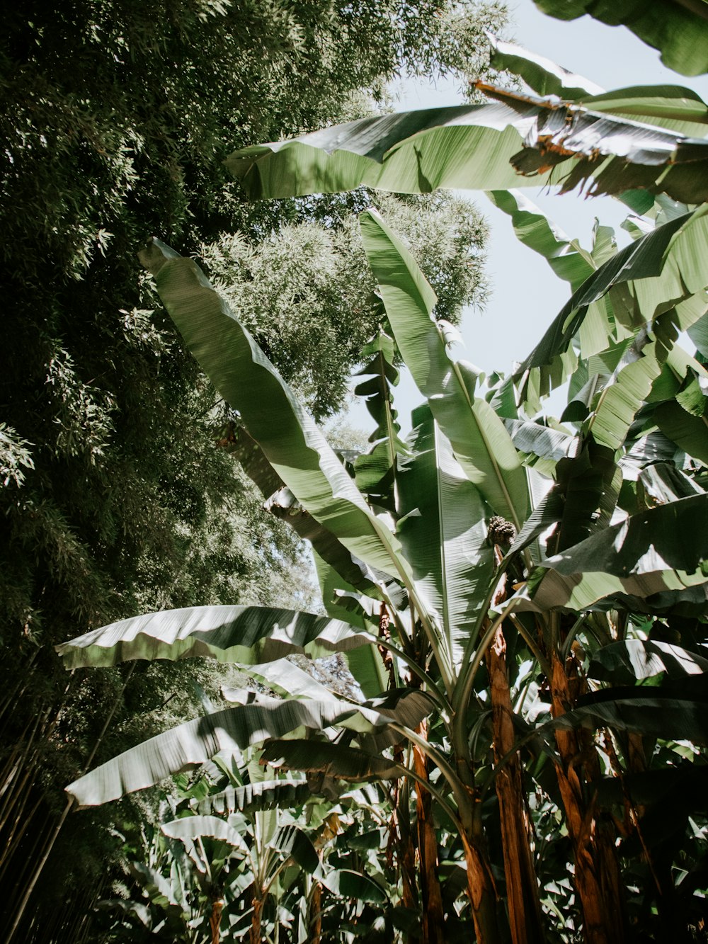 banana trees