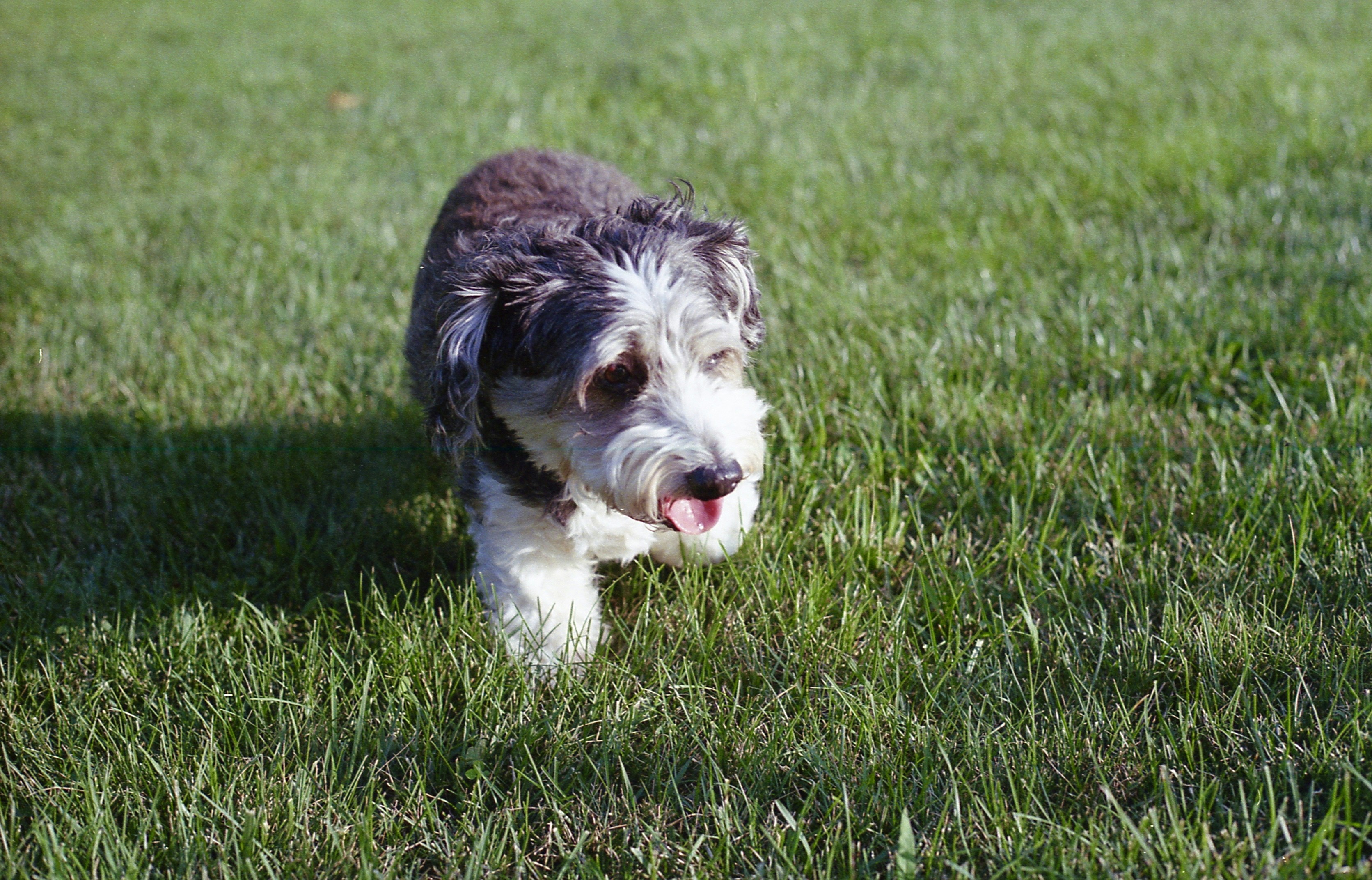 Exploring the Corgi Doodle / Corgi Poodle Mix