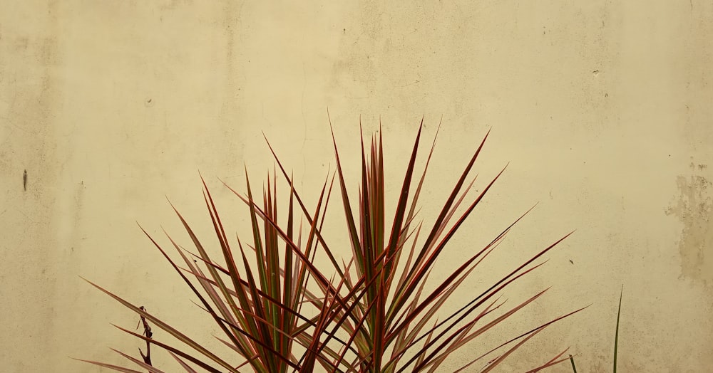 green and red leaf plant