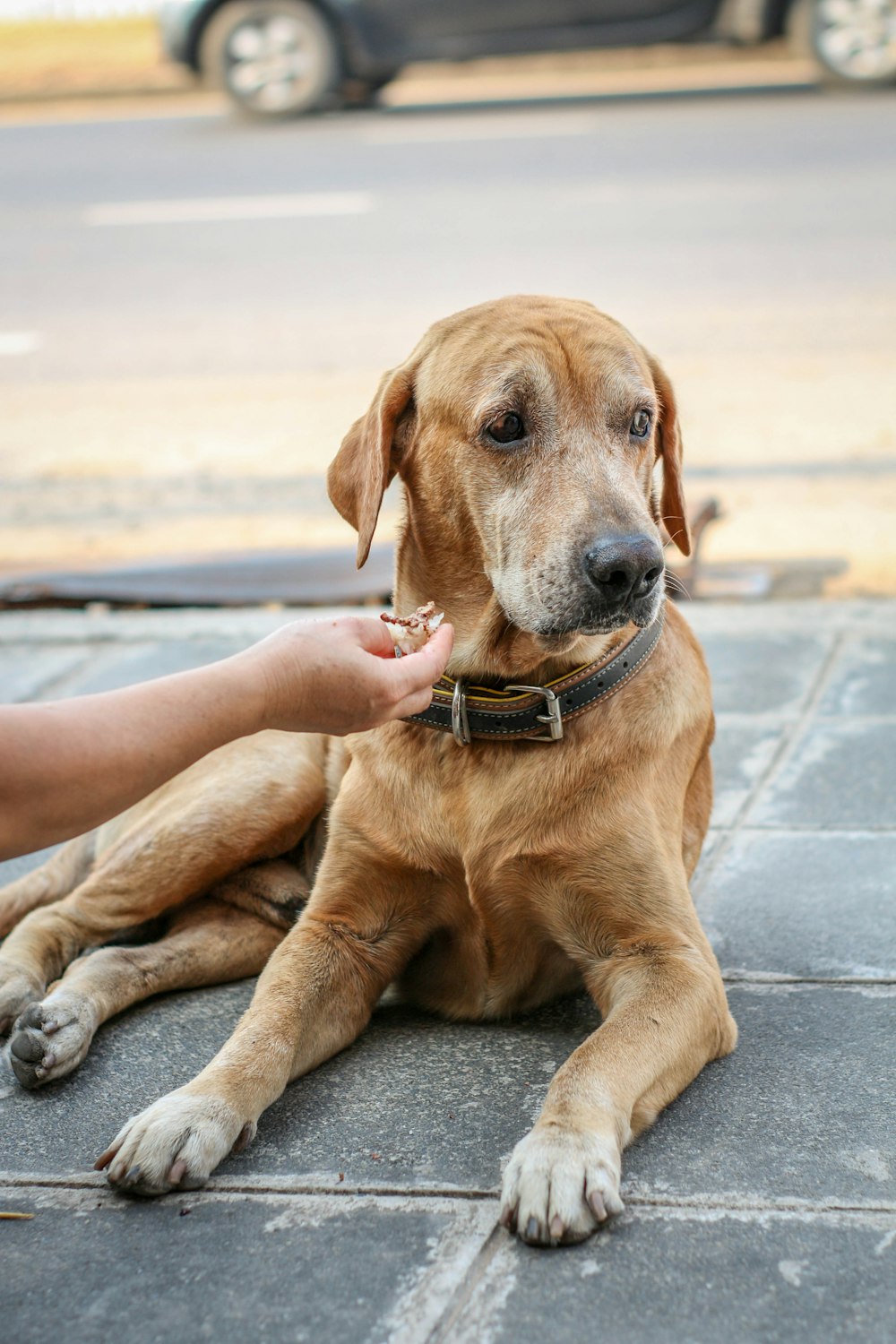 short-coat brown dog