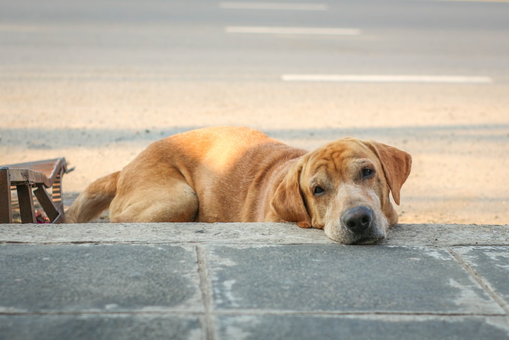 short-coated tan dog close-up photography