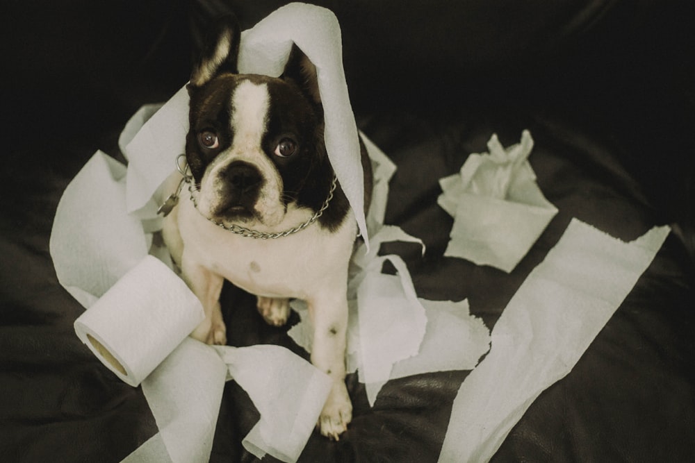 a small dog sitting on top of a pile of toilet paper