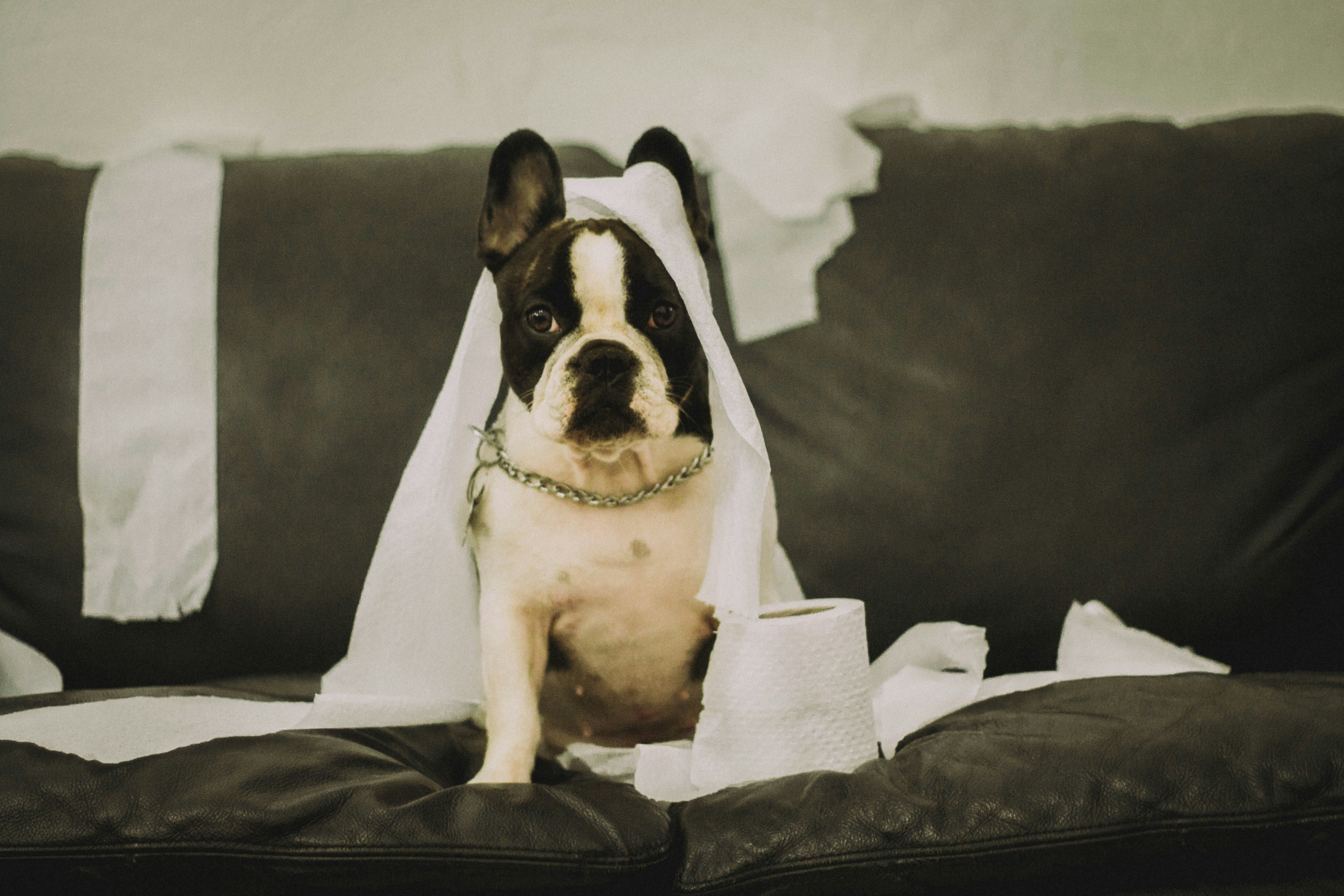 short-coated white and black dog