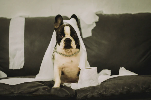 short-coated white and black dog