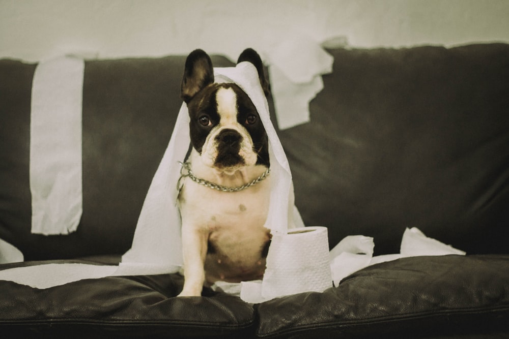 short-coated white and black dog