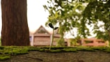 A small plant with fresh green leaves grows amidst vibrant green moss, set against the blurred backdrop of a tree trunk and an out-of-focus building. The scene conveys a sense of nature and growth.