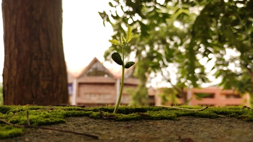 A small plant with fresh green leaves grows amidst vibrant green moss, set against the blurred backdrop of a tree trunk and an out-of-focus building. The scene conveys a sense of nature and growth.