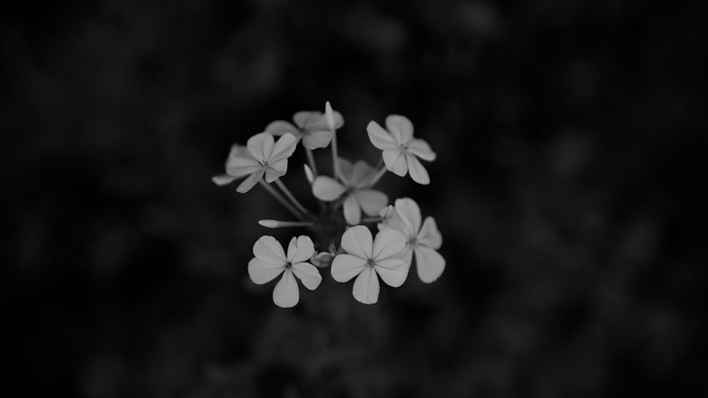 a black and white photo of small white flowers