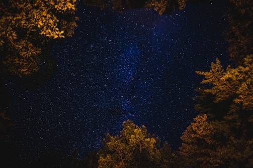 Starry night sky with silhouetted trees framing the scene