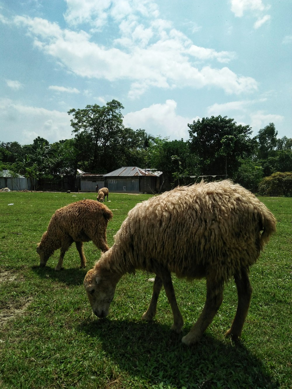 brown sheep eating grass