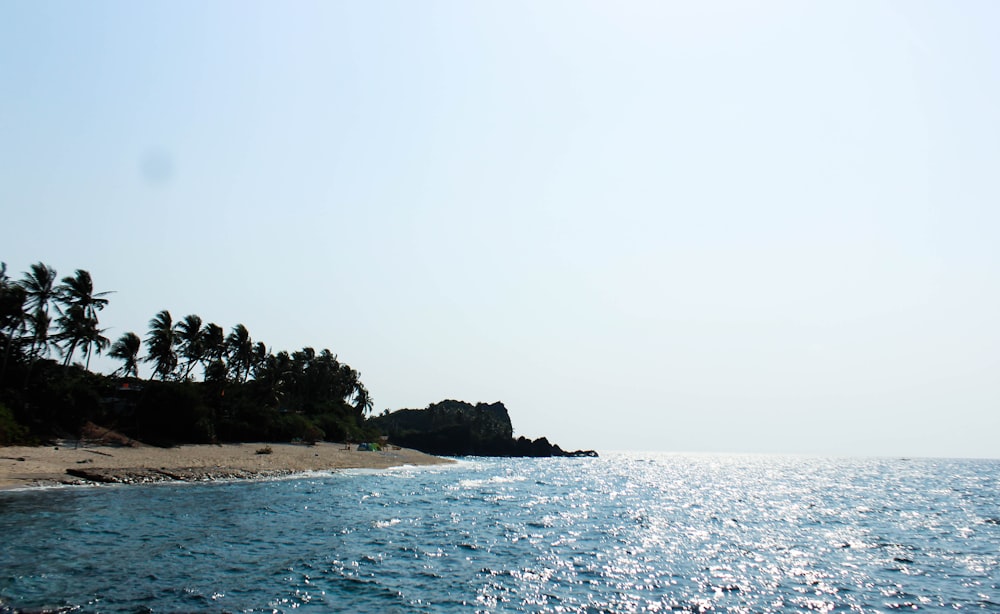 body of water near coconut trees at daytime