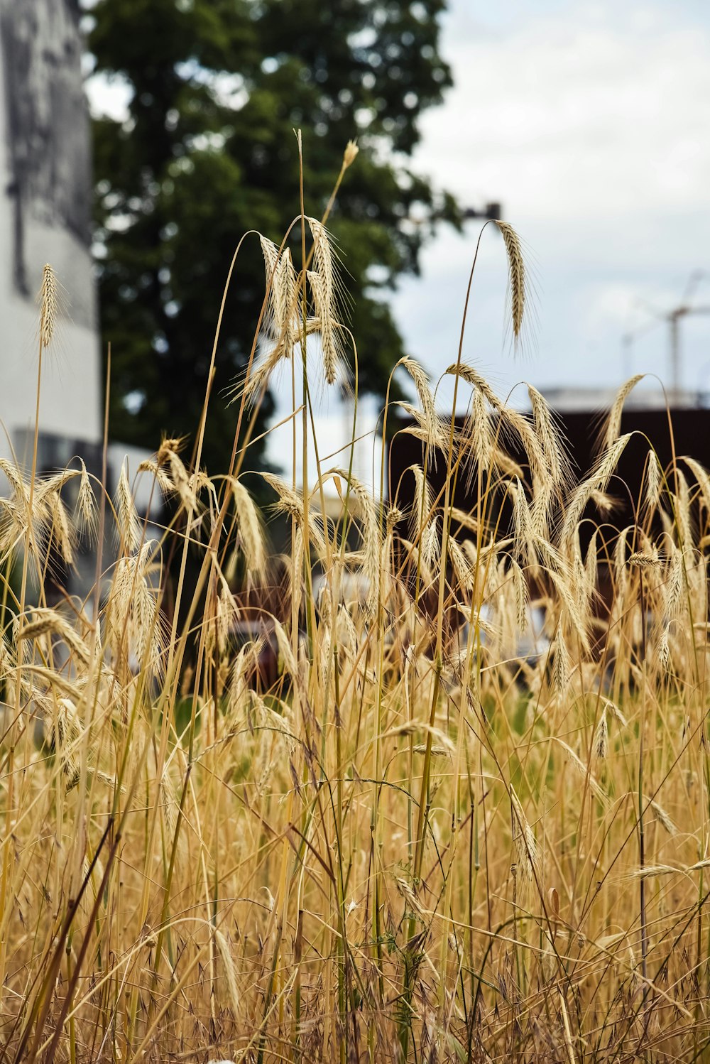a field of tall grass with a building in the background