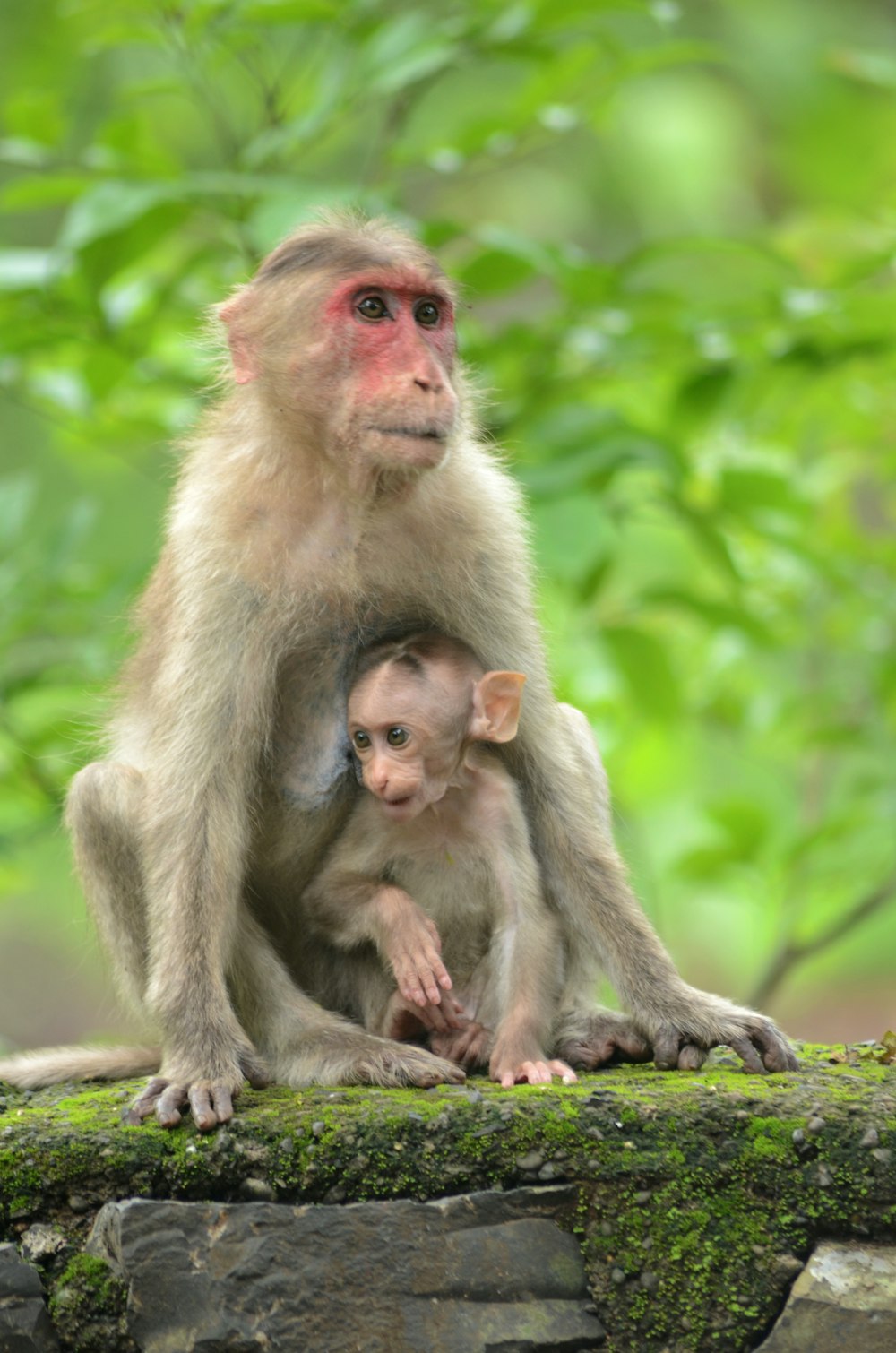 brown monkey with baby