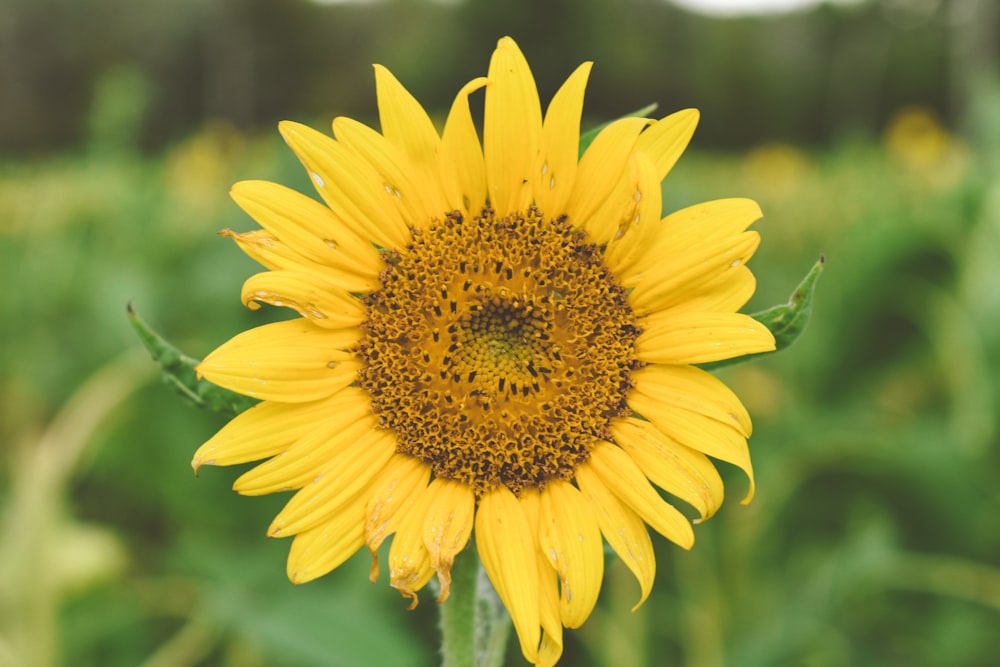 yellow sunflower photo