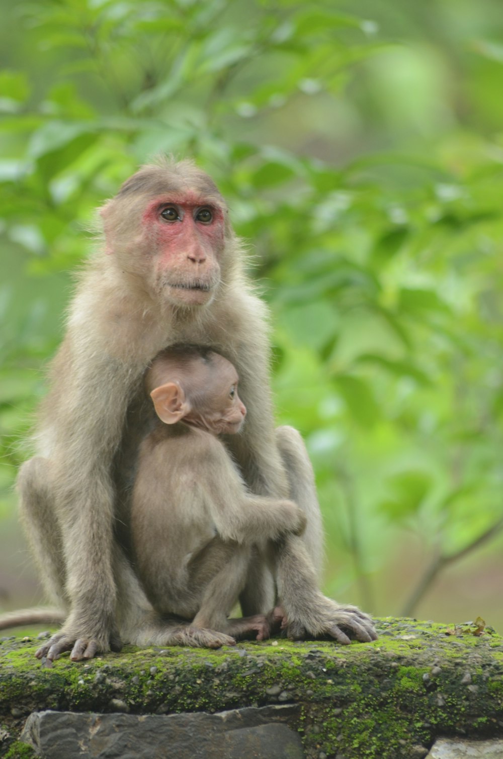 brown monkey and its baby on tree