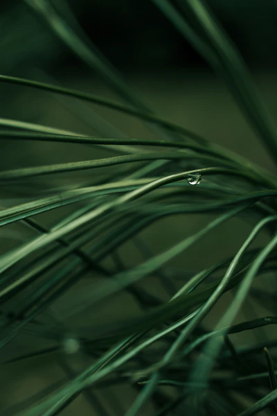 Bonnie Botanics on Instagram