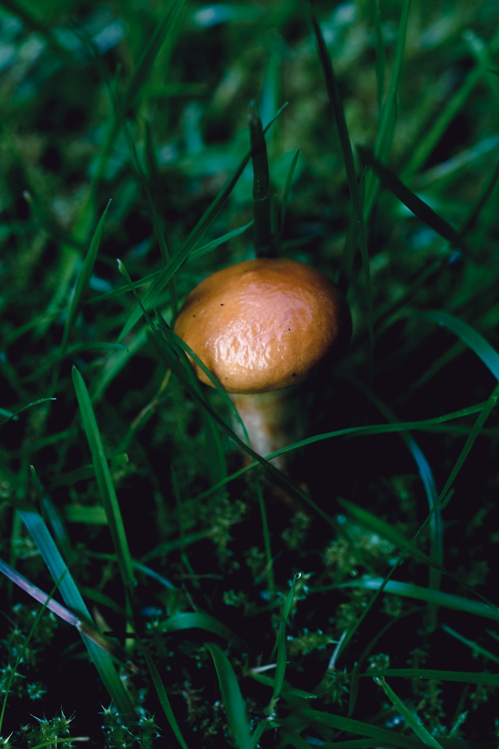 photo en gros plan de champignon brun