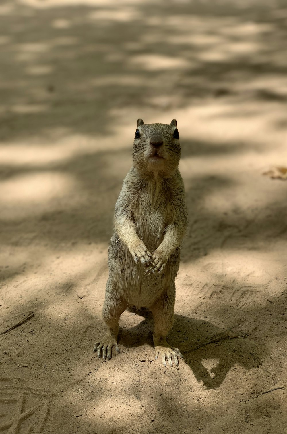 closeup photo of standing rodent