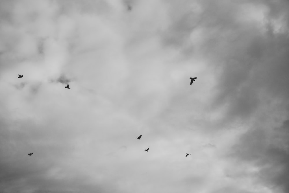 grayscale photography of birds flying on skies
