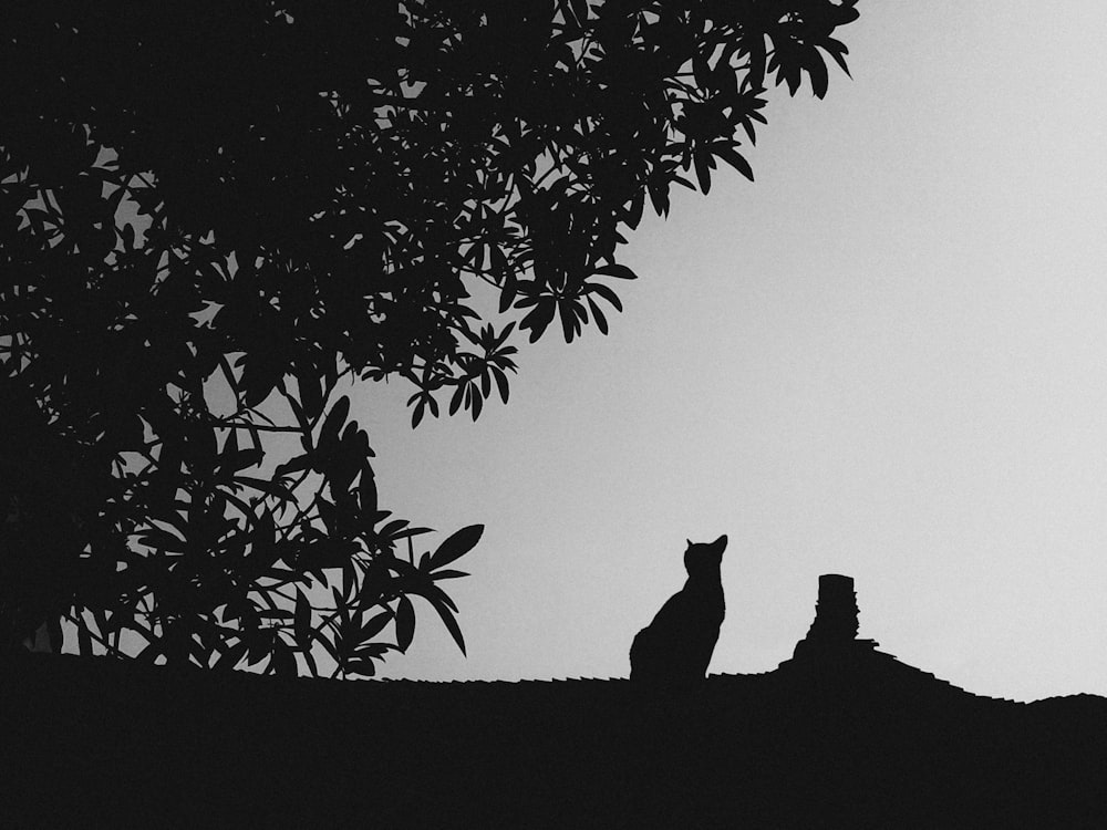 silhouette of cat sitting on roof under tree