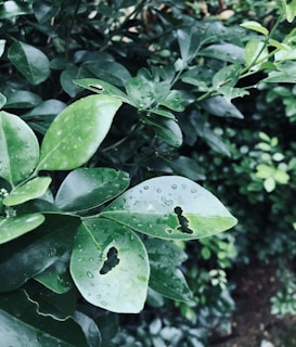 Close-up view of deep green leaves with raindrops and visible insect damage in lush foliage.