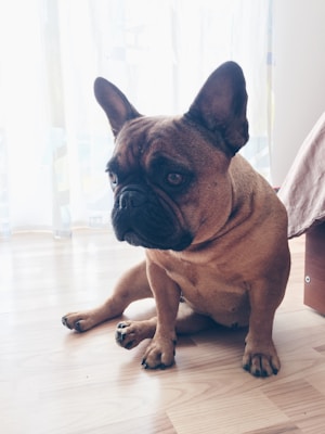 A brown French Bulldog is sitting on a light-colored wooden floor. The dog is looking to its left, with large ears upright and a slightly wrinkled face. The background includes sheer curtains allowing soft light to filter through and part of a bed or furniture on the right side of the image.