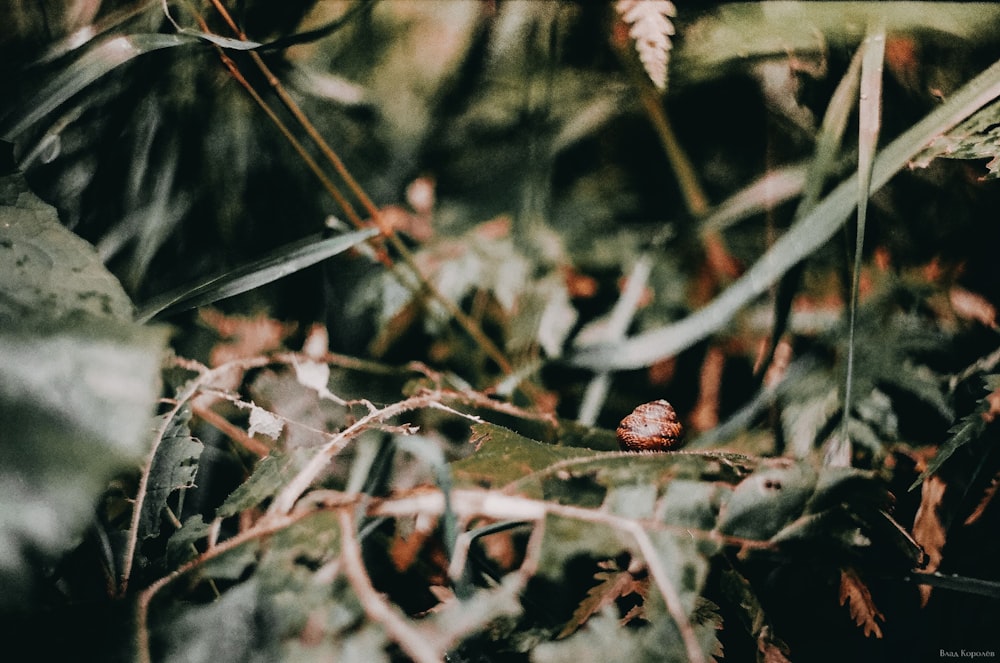 a small red flower sitting on top of a lush green field