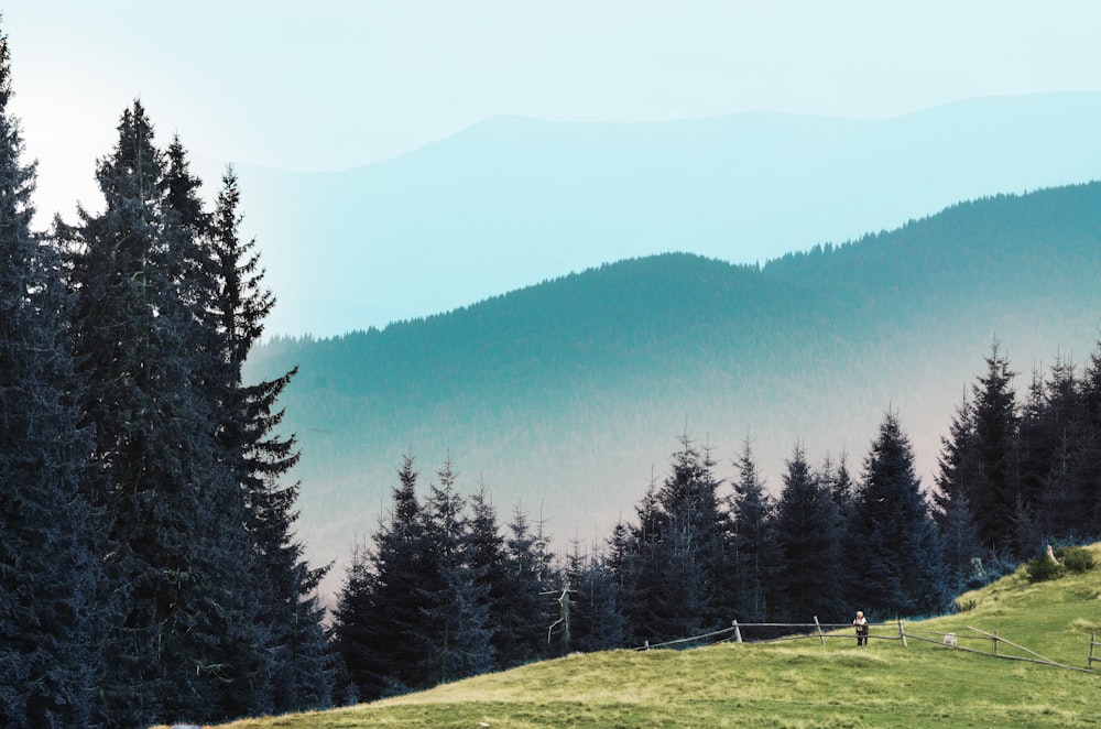 Champ couvert d’herbe et d’arbres pendant la journée