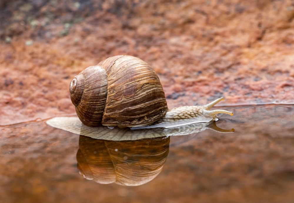 brown snail